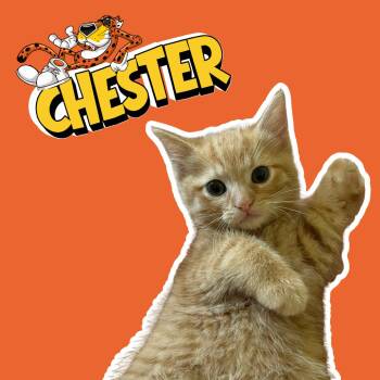 Chester -  Domestic Short Hair Cat for Adoption in Columbia, Missouri - Chester | PetCurious