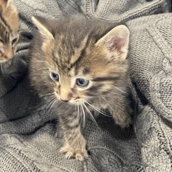 Chandler -  Domestic Short Hair Cat for Adoption in North Battleford, Saskatchewan - Chandler | PetCurious