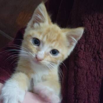 Rescue Domestic Short Hair Cats for Adoption in York, Pennsylvania - Garrus | PetCurious