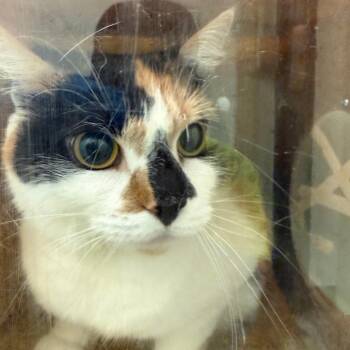 Jerry -  Domestic Short Hair Cat for Adoption in Philadelphia, Pennsylvania - Jerry | PetCurious