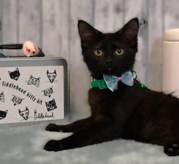 Carlos -  Domestic Long Hair Cat for Adoption in Roanoke, Texas - Carlos | PetCurious