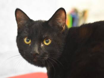 Josie -  Domestic Short Hair Cat for Adoption in Portland, Oregon - Josie | PetCurious