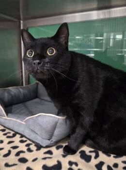 Rescue Domestic Short Hair Cats for Adoption in Wellington, Kansas - KC | PetCurious