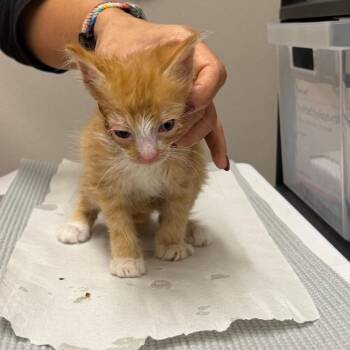 Snap -  Domestic Short Hair Cat for Adoption in Morganton, North Carolina - Snap | PetCurious
