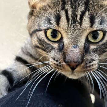 Rescue Domestic Short Hair and Tabby Cats for Adoption in Mendham, New Jersey - Grover | PetCurious
