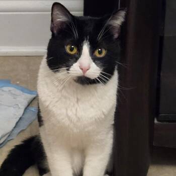 Domestic Short Hair Cats Available for Adoption in Evanston, Illinois - Beer Batter | PetCurious