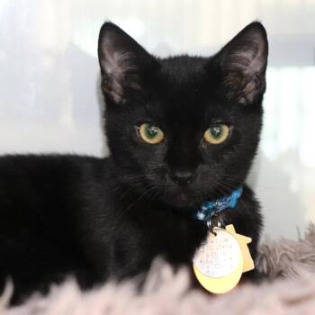 Nevan -  Domestic Short Hair Cat for Adoption in Port Washington, New York - Nevan | PetCurious