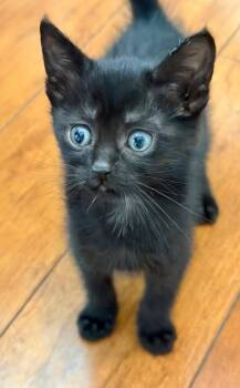 Shannon1 -  Domestic Short Hair Cat for Adoption in Leonardtown, Maryland - Shannon1 | PetCurious