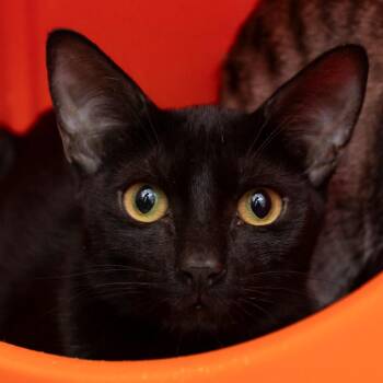 Bobby -  Domestic Short Hair Cat for Adoption in Middletown, Rhode Island - Bobby | PetCurious