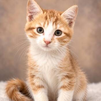 Champ -  Domestic Medium Hair Cat for Adoption in Lucedale, Mississippi - Champ | PetCurious