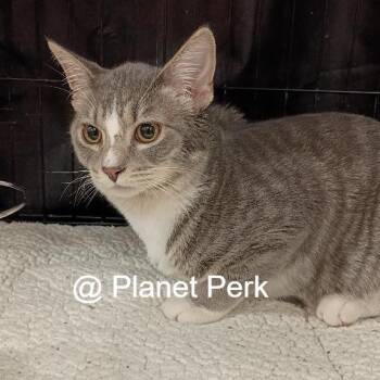 Mike -  Domestic Short Hair Cat for Adoption in Oshkosh, Wisconsin - Mike | PetCurious