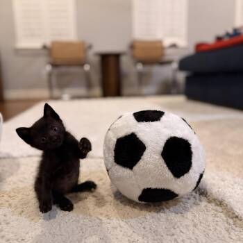 Binx -  Domestic Short Hair Cat for Adoption in Webster, Texas - Binx | PetCurious
