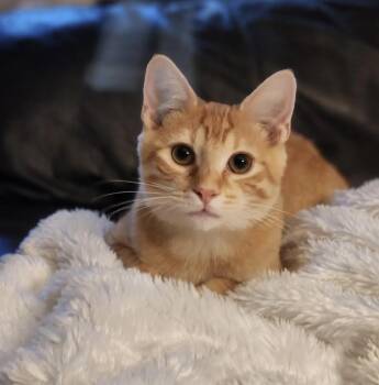 Winston -  Domestic Short Hair Cat for Adoption in Cincinnati, Ohio - Winston | PetCurious