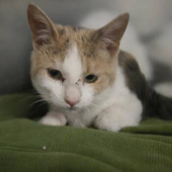 Domestic Short Hair Cats Available for Adoption - Artemis | PetCurious
