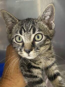 Athena -  Domestic Short Hair Cat for Adoption in Spencer, Indiana - Athena | PetCurious
