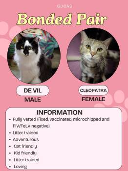 De Vil and Cleopatra -  Domestic Short Hair Cat Available for Adoption in Greensburg, Indiana - De Vil And Cleopatra | PetCurious