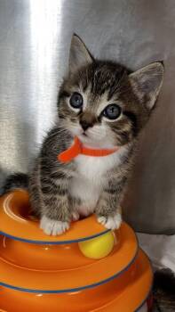 Pupa -  Domestic Short Hair Cat for Adoption in West Chester, Pennsylvania - Pupa | PetCurious