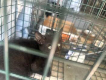Domestic Short Hair Cats Available for Adoption in Houston, Texas - A656807 | PetCurious