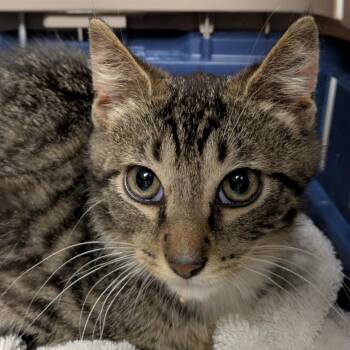 Caicos -  Domestic Short Hair Cat for Adoption in Chicago, Illinois - Caicos | PetCurious