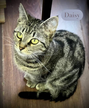 Rescue Tabby Cats for Adoption in Chalfont, Pennsylvania - Daisy | PetCurious
