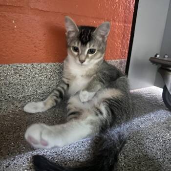 Astro -  Domestic Short Hair Cat for Adoption in Sarasota, Florida - Astro | PetCurious