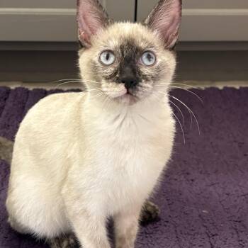 Miso -  Siamese and Ragdoll Cat for Adoption in Choctaw, Oklahoma - Miso | PetCurious