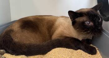 Oscar (Compost Kitty) -  Siamese and Domestic Short Hair Cat for Adoption in New Braunfels, Texas - Oscar (Compost Kitty) | PetCurious
