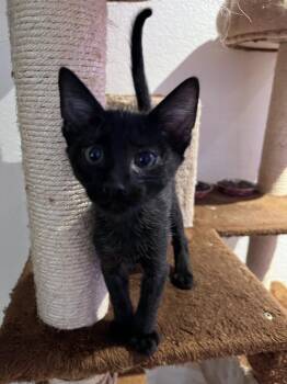 Braeburn -  Domestic Short Hair Cat for Adoption in Vancouver, Washington - Braeburn | PetCurious
