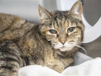 Domestic Short Hair Cats Available for Adoption - BRITTA | PetCurious