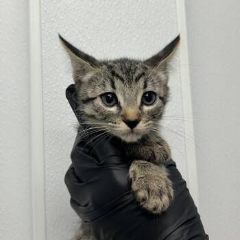 Cory -  Domestic Short Hair Cat for Adoption in Abilene, Texas - Cory | PetCurious