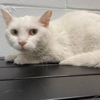 Jazmine -  Domestic Short Hair Cat for Adoption in Dayton, Ohio - Jazmine | PetCurious