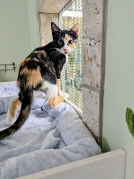 Rescue Domestic Short Hair Cats for Adoption in Hot Springs, Arkansas - Olivia | PetCurious