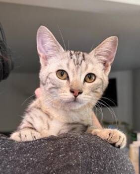 Dragon -  Domestic Short Hair Cat for Adoption in Everett, Washington - Dragon | PetCurious