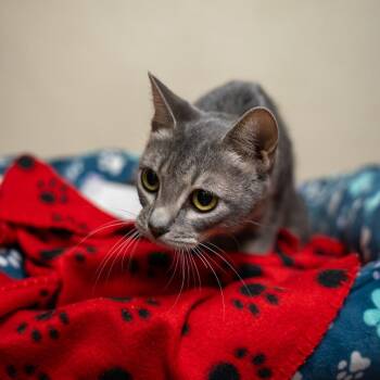 Primrose -  Domestic Short Hair Cat for Adoption in Gainesville, Georgia - Primrose | PetCurious