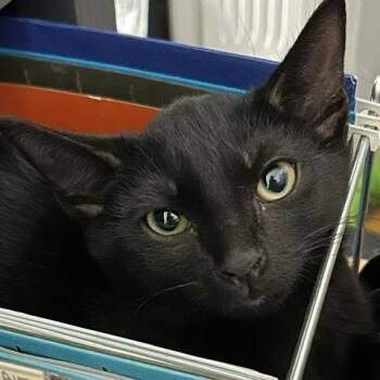 Rescue Domestic Short Hair Cats for Adoption in Braintree, Massachusetts - The Brady