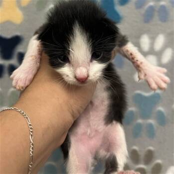 AIDEN -  Domestic Short Hair Cat for Adoption in Rosenberg, Texas - AIDEN | PetCurious