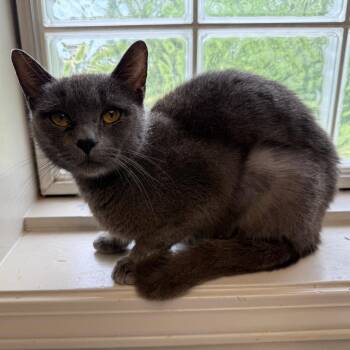 Domestic Short Hair Cats Available for Adoption - TUSC-Stray-83860 | PetCurious