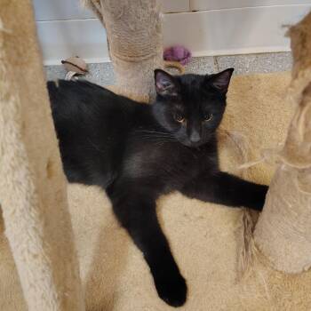 Espresso -  American Shorthair Cat for Adoption in Indiana, Pennsylvania - Espresso | PetCurious