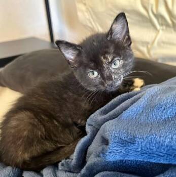 Domestic Short Hair Cats Available for Adoption in Kansas City, Missouri - Mischief | PetCurious