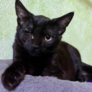 Pirate -  Domestic Short Hair Cat for Adoption in Pleasant Hill, California - Pirate | PetCurious