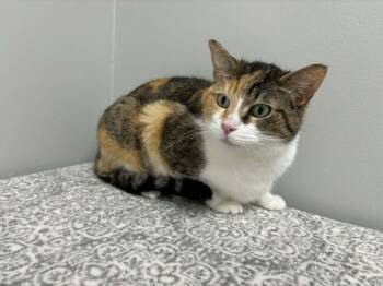 Domestic Short Hair Cats Available for Adoption in Frankfort, Indiana - CC | PetCurious