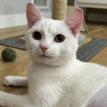 Domestic Short Hair Cats Available for Adoption in Fairfax Station, Virginia - Sweetie Pie | PetCurious