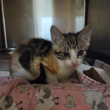 Ripple -  Domestic Short Hair Cat for Adoption in Windsor, Virginia - Ripple | PetCurious