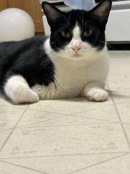 Domestic Short Hair Cats Available for Adoption in Rosenberg, Texas - Sylvester J | PetCurious
