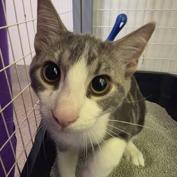 Foof -  Domestic Short Hair Cat for Adoption in Oshkosh, Wisconsin - Foof | PetCurious