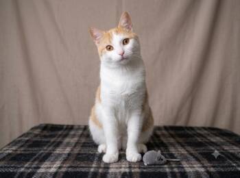 Alewife -  Domestic Short Hair Cat for Adoption in Newtown Square, Pennsylvania - Alewife | PetCurious