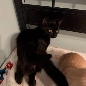 Eden -  Domestic Short Hair Cat for Adoption - Eden | PetCurious
