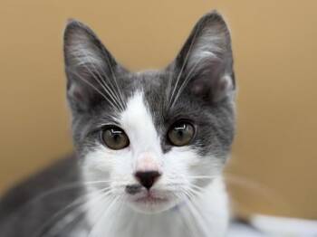 Tide -  Domestic Short Hair Cat for Adoption in Portland, Oregon - Tide | PetCurious