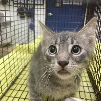 Fonzie -  Domestic Short Hair Cat for Adoption in Galveston, Texas - Fonzie | PetCurious