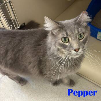 Pepper -  Domestic Medium Hair Cat for Adoption in North Saint Paul, Minnesota - Pepper | PetCurious